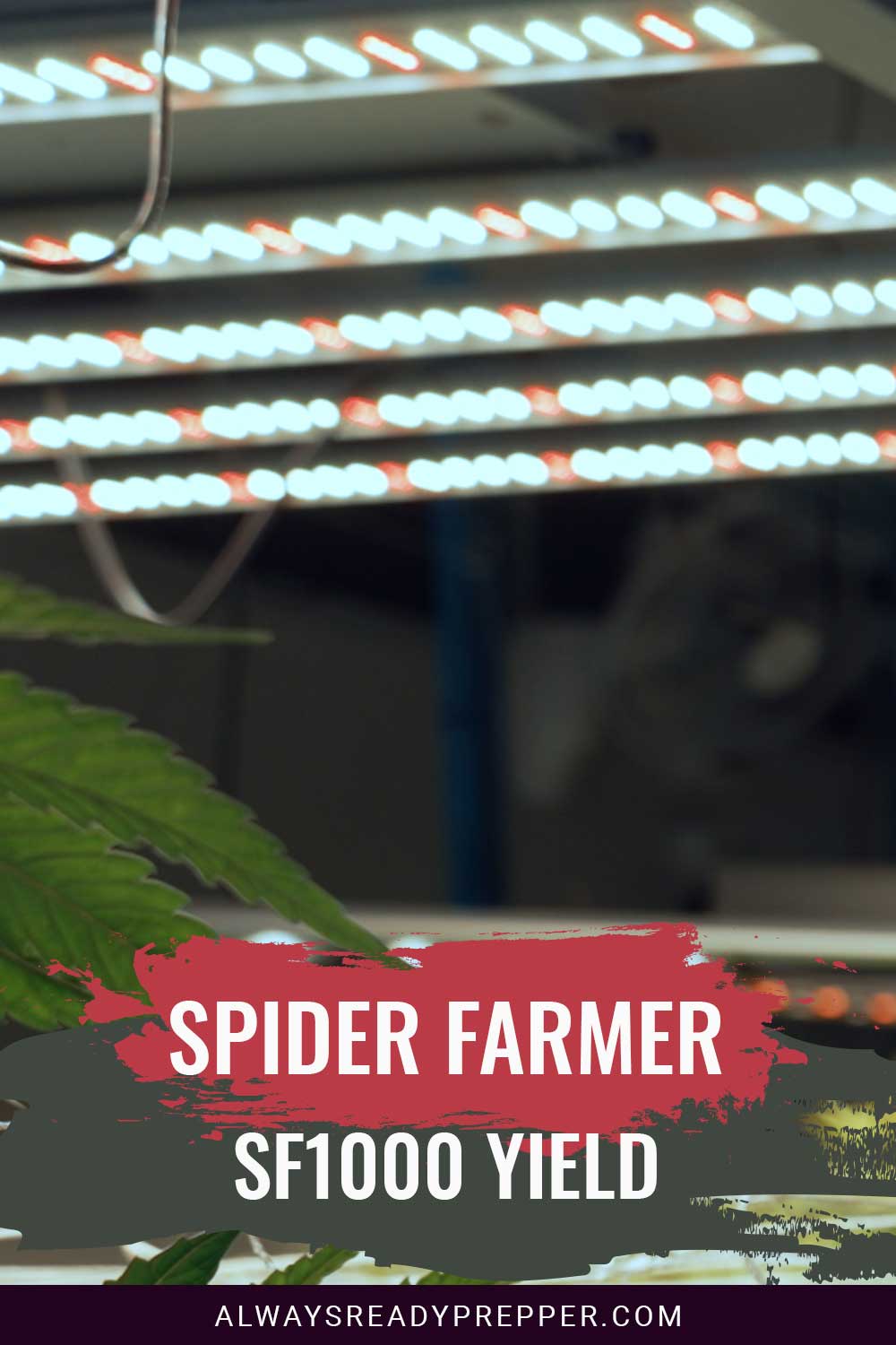 LED Farming lights over indoor farm - Spider Farmer SF1000 Yield