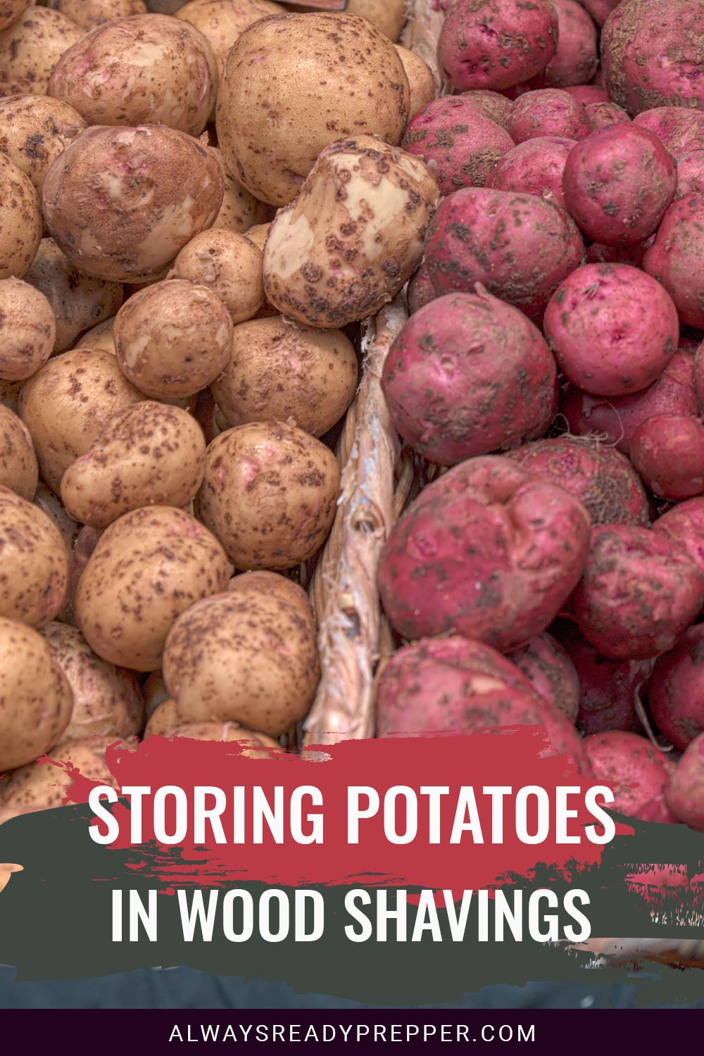 Regular and Red potatoes - Storing Potatoes in Wood Shavings